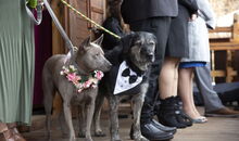 include your pets into your wedding ceremony: dogs in wedding clothes