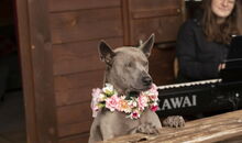 Heiraten mit Haustieren: Hund in der Trauung