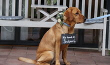 freie Trauung Weilachmühle mit Hund