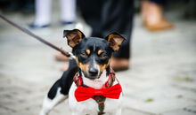 christliche Trauzeremonie mit Hund