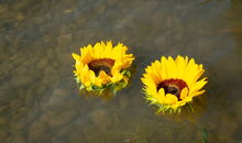 Sonnenblumen für Trauzeremonie bei Sekt am See
